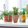Miracle-Gro Succulent Plant Food, Liquid Plant Food for All Indoor