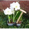 Dewit Perennial Spade – Compact Digging Tool for Tight Spaces