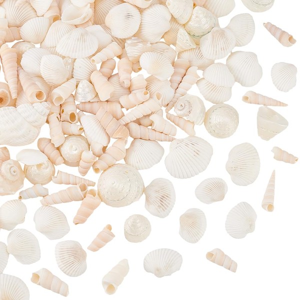AHANDMAKER Mixed Beach Shells Natural Shells for Crafts 0.91 Inches