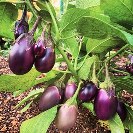 TomorrowSeeds - Indian Eggplant Seeds - 600+ Count - for 2025 Planting Brinjal Ratna Small Baby Round Egg Aubergine Eggplants Melongene Melanzana USA Garden Vegetable Grow Your Own Home Farm Patio