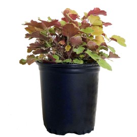 Heuchera villosa 'Caramel' (Coral Bells) Perennial, peach-yellow foliage, 1 - Size Container