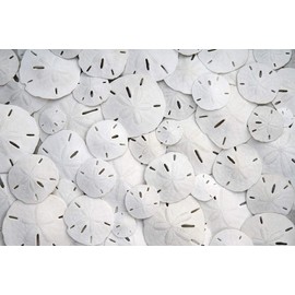 Small Sand Dollars 1"-1.5" Set of 50 - Wedding Seashell Craft - Hand Picked and Professionally Boxed