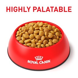 Royal Canin Urinary So Dry Cat para Gatos (El empaque puede variar)