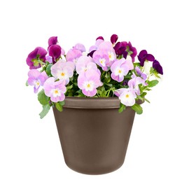 Classic Garden Planter - The HC Companies 12-Inch Medium Flower Pot Planter for Indoor & Outdoor Plants, Pairs w/ 12" Chocolate Classic Saucer SLI12000E21 Chocolate (LIA12000E21)