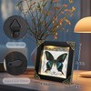 Real Framed Butterfly Taxidermy Butterfly, Handmade Shadow Box Taxidermy Specimen