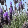 Tónico Facial Celeste Essences Agua Lavanda 120ml Día Noche Hidratante