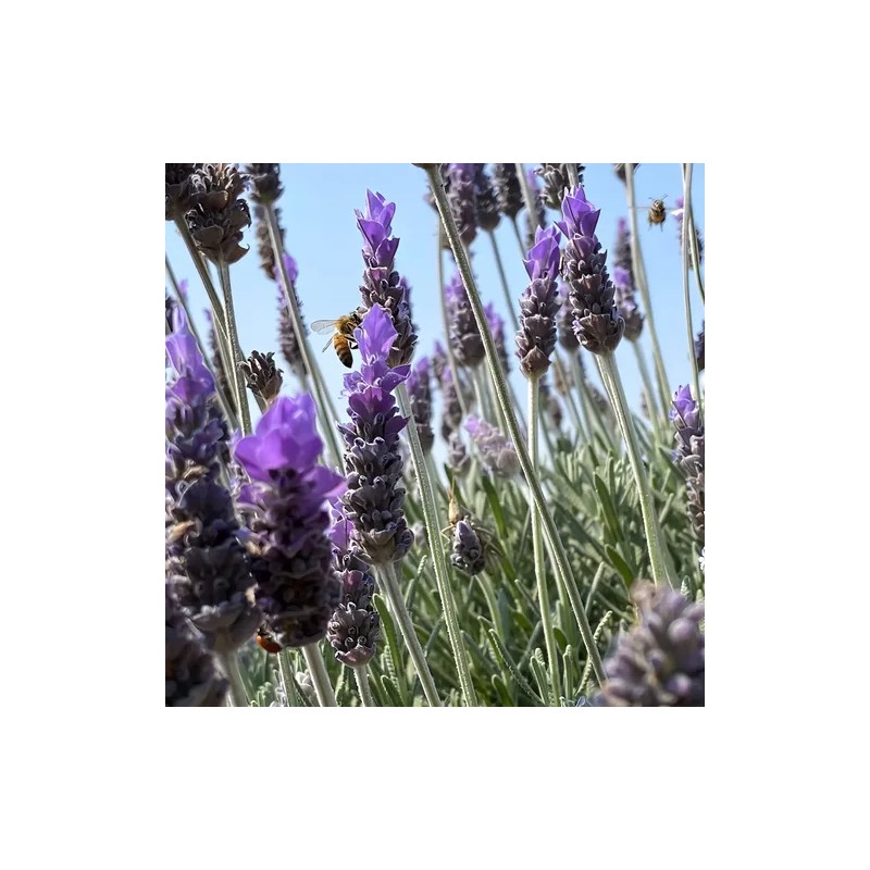 Tónico Facial Celeste Essences Agua Lavanda 120ml Día Noche Hidratante