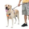 Adjustable Pet Orange Blue Chest Strap Outdoor Activities High Visibility