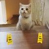 Cat Vomit Sign,Caution Cat Vomit,Cat Dog Vomit Warning Sign, Cat