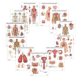 Anatomy Lab Human Body Systems Anatomy Poster Collection- 11 PACK LAMINATED, 17.3 x 22.5 Inches - Comprehensive Health Posters for Education