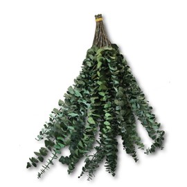 TGAOMM Dried Eucalyptus Leaves Shower Decor - 24PCS 17” Large Fresh Eucalyptus Shower Plant for Shower Eucalyptus Hanging Green Bathroom Event Decor Aromatherapy Natural Scent