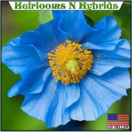 2,500 Organic Himalayan Blue Meconopsis Poppy Seeds For Planting Huge Flowers
