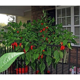 25 Red Bhut Jolokia Seeds Ghost Pepper Naga Jolokia HOT Chilli900k-1.1m+ Shus