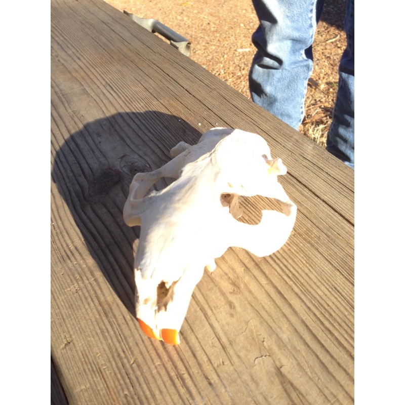 Mega-Buck Products EUROPEAN SKULL BLEACHING(whit