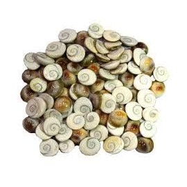 Gomti Chakra Gomati for Lakshmi Pooja Gomti Chkra for Diwali Puja Item Pack of 11 Pcs