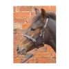 Hy Leather Foal Head Collar(Brown, X-Large)