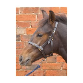 Hy Leather Foal Head Collar(Brown, X-Large)