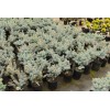 Conifer Kingdom Picea pungens 'Glauca Globosa' - Colorado Spruce *Live