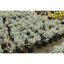 Conifer Kingdom Picea pungens 'Glauca Globosa' - Colorado Spruce *Live Plant - #1 Container