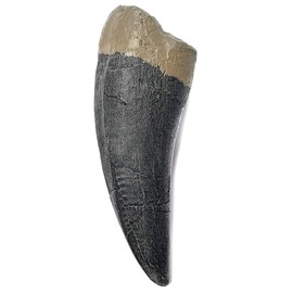 TENET - FOSSILI (TENTE DI TYRANNOSAURUS REX T-REX 13 CM (REPLICA))