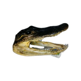 Real Taxidermy Alligator Head's 6" -7" Farm Raised Gator