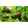 KS 10 PCS PASSION FRUIT SEEDS | HẠT CHANH DÂY