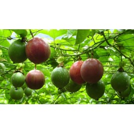 KS 10 PCS PASSION FRUIT SEEDS | HẠT CHANH DÂY | PURPLE EDULIS PASSIONFRUIT VINE - 10 PCS