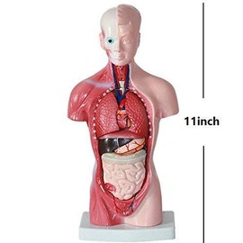 Human Torso Body Model Anatomy Anatomical Medical Internal Organs for Teaching Detachable Educational Medical Science Model New