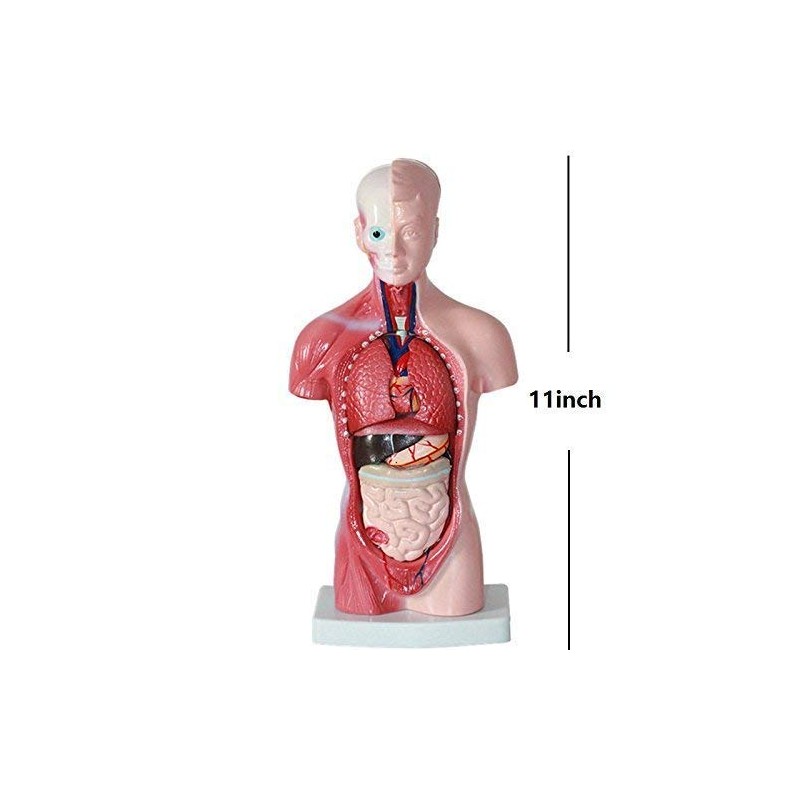 Human Torso Body Model Anatomy Anatomical Medical Internal Organs for