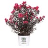 2 Gallon Proven Winners Center Stage Pink Crape Myrtle