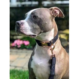 ARING PET Dog Collar and Leash, Velvet Dog Collar and Leash Set, Soft & Comfy, Adjustable Collars for Dogs