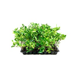 Everblooming Gardenia Jasminoides 'Veitchii' - 30 Live Plants - Beautiful Fragrant Blooming Shrub