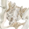 MediTrainer Life-Size Female Pelvis Skeleton Model with Elastic Cords