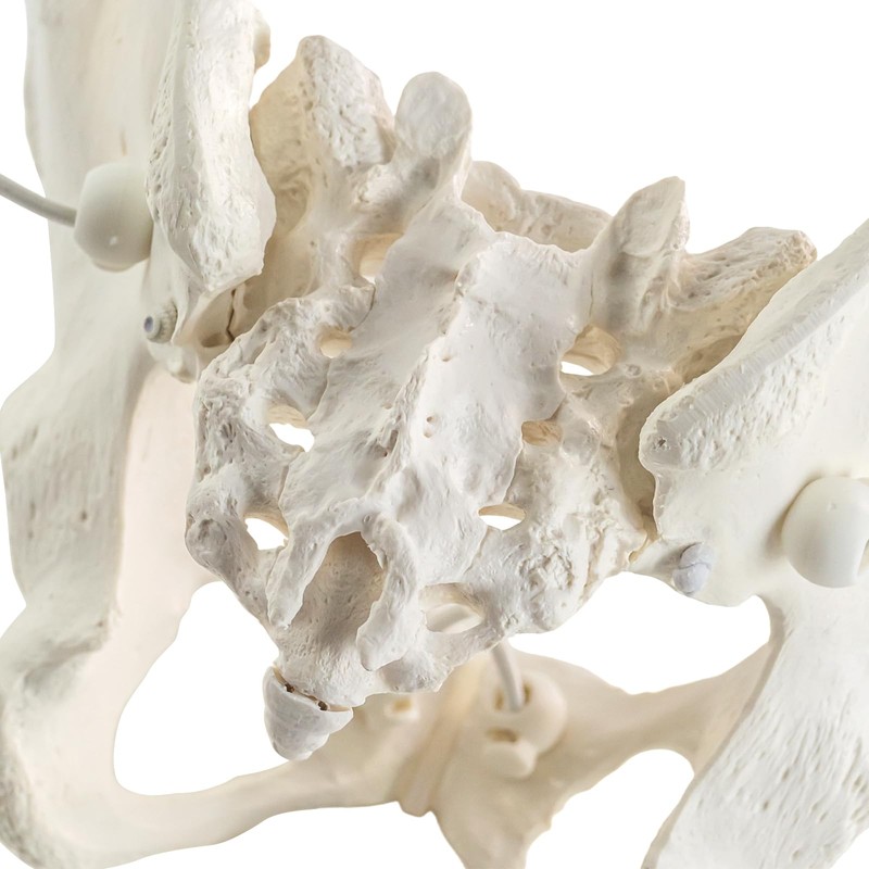 MediTrainer Life-Size Female Pelvis Skeleton Model with Elastic Cords