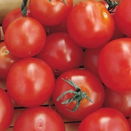 Terenzo F1 Hybrid Cherry Tomato Seeds (25 Seeds)