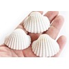 12 Beautiful Small White Ark Shells (1.25-1.5") Beach Wedding Decor