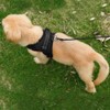 Dog Harness Mesh Breathable Comfortable Pet Vest No Pull Adjustable