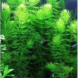 Generic Half Price Joe's 20+ Hornwort Plant Branches, green