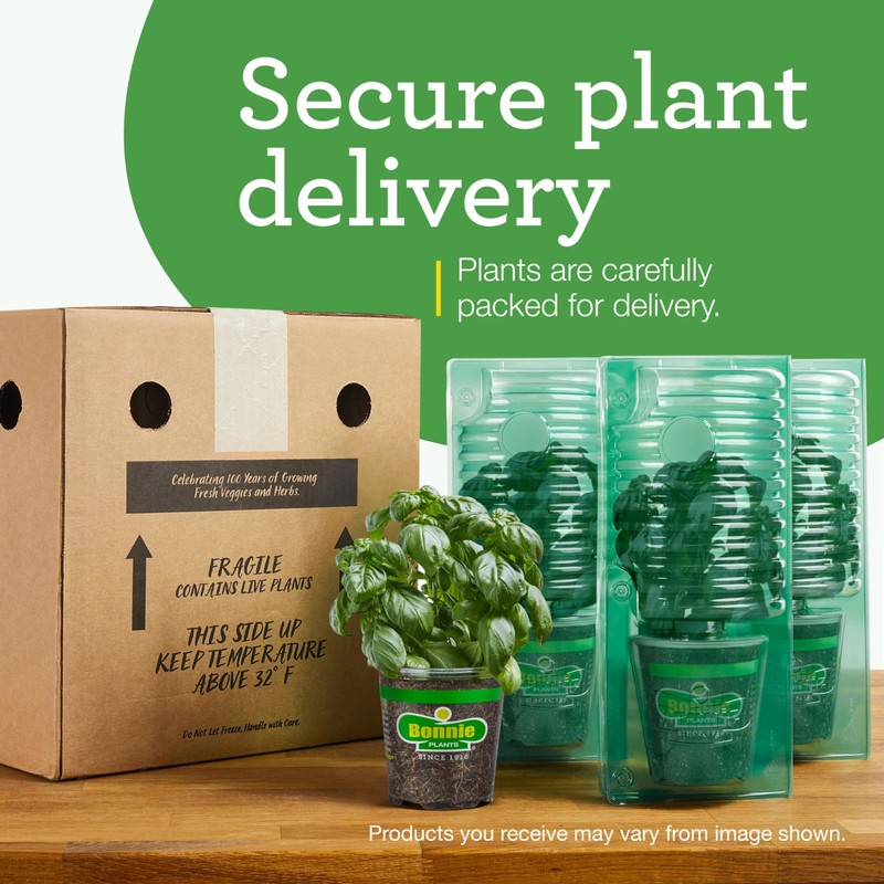 Bonnie Plants Thai Basil, Live Plant, 19.3 oz., 4-Pack