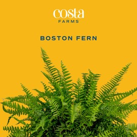 Costa Farms Boston Fern Live Plant, Extra Large | 3-4 Feet Tall and Wide | Outdoors or Indoor Houseplant in 12-Inch Hanging Basket Pot, Housewarming Gift, Patio, Garden, Balcony, Porch Decor