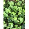 Pennywort 15 PCs Live Plant Bare Root Gotu Kola Ready