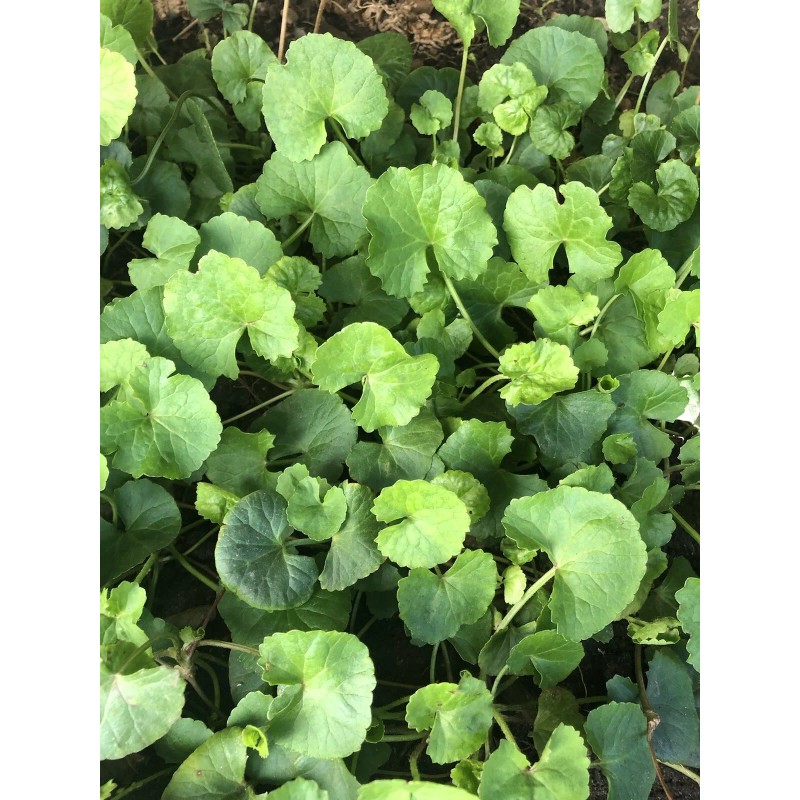 Pennywort 15 PCs Live Plant Bare Root Gotu Kola Ready
