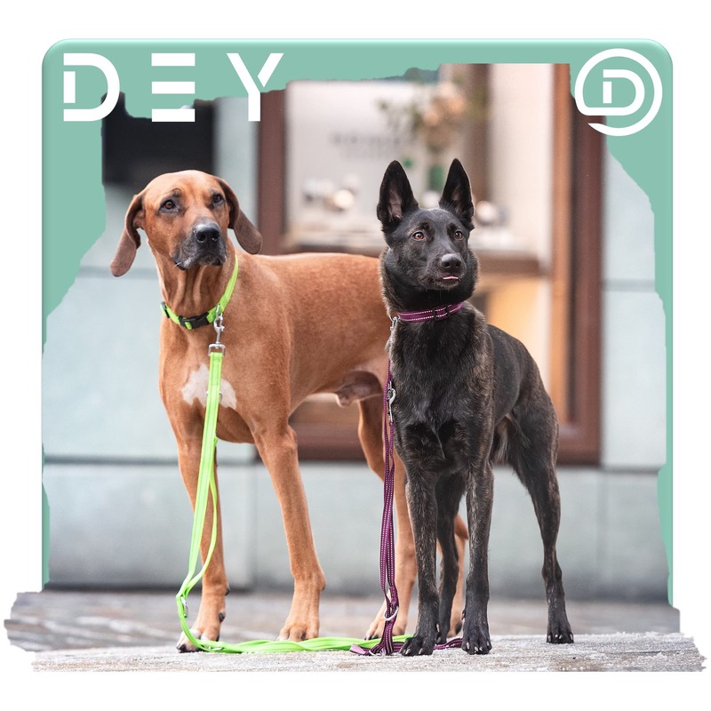 DEY - Premium Nylon Dog Collar, Reflective, Adjustable, for Small