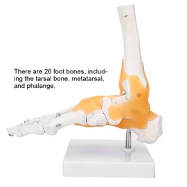 Scientific Human Foot Ankle Model,Life Size Medical Anatomy Foot Skeleton Model Foot Ankle Anatomy Model with Base,Adult Human Skeleton Ligament Foot Ankle Joint Anatomical Model