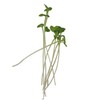 Golden Acre Cabbage Seeds: 5 Lb - Bulk, Non-GMO, Heirloom