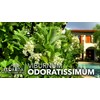 Viburnum Odoritissimum | 20 Live Plants | Viburnum Odoratissimum |