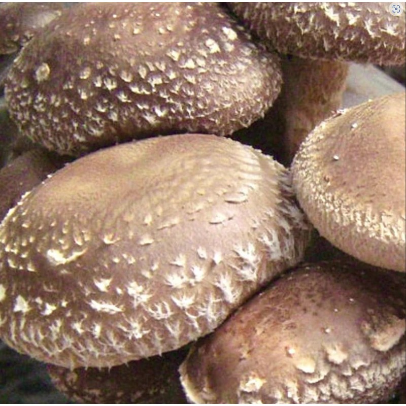 North Spore Organic Shiitake Mushroom Liquid Culture | Lentinula edodes