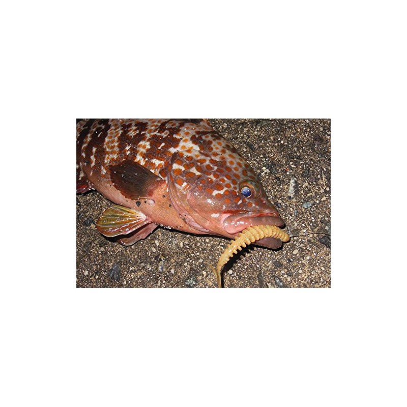 Berkley Gulp! SW Pulse Worm 3.2" Red Bug Candy G2SQPW3.2-RDBC