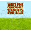 White Pine Christmas Trees for Sale (18" X 24") Yard