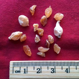 Xi Yao Peng XYP Xiebai Xie Bai  100Gram